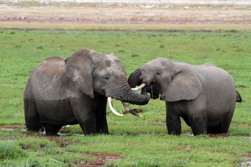 Naklejka na ściany i meble Afrikanische Elefant (Loxodonta africana) Jungtiere raufen, Amboseli Nationalpark, Kenia, Ostafrika