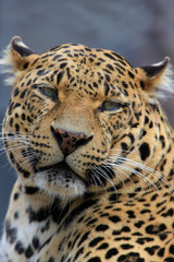 Leopard (Panthera pardus) Portrait von vorne