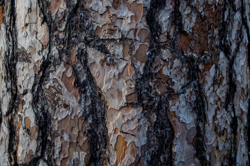 The natural texture of the bark of the tree is gray and brown