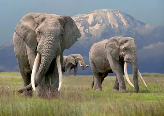 Papier Peint photo Kilimandjaro Afrikanische Elefant (Loxodonta africana) drei Bullen vor Kilimanjaro, Ostafrika