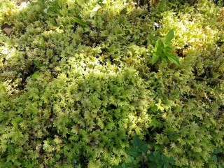 Full frame shot of scenic green covering plant in soft light