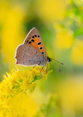 Kleine Feuerfalter (Lycaena phlaeas) Schmetterling auf Blüte