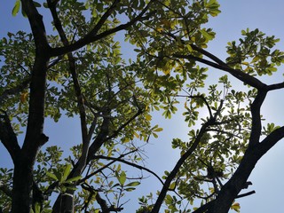tree in spring