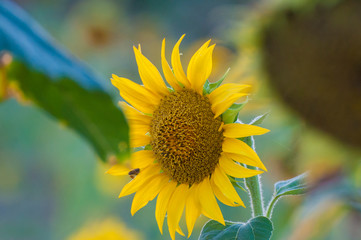 Sunflower sunflowers at sunset sunflower