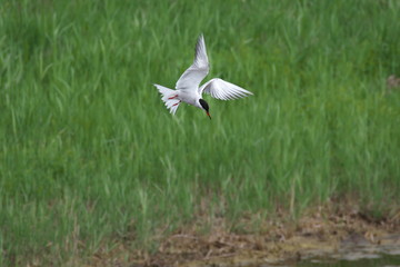Adult common tern (sterna hirundo) in the flight, hunting over the lake overgrown with reeds