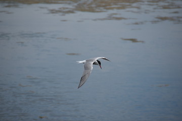 Fototapeta na wymiar Adult common tern (sterna hirundo) in the flight, hunting over the water