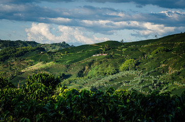 Fototapeta na wymiar Paisaje Cultural Cafetero, agricultura y campo colombiano, siembra de café y productos agricolas en Chinchiná Caldas Colombia
