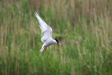 Adult common tern (sterna hirundo) in the flight, hunting over the lake overgrown with reeds