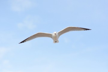 Seagull flying towards me.