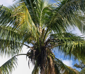 Fototapeta premium Coconut palm tree looking from the ground up