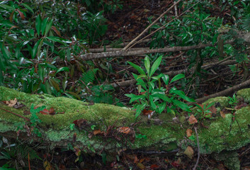 Green moss covered log of a tree among greenery in Hawaii