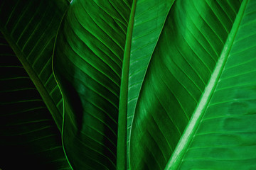 abstract green leaf texture, nature background, tropical leaf