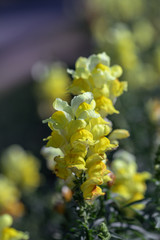 Selective focus yellow Snapdragons  flower or Dragon flowers or in a garden.(Antirrhinum)Beautiful blooming