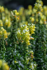 Selective focus yellow Snapdragons  flower or Dragon flowers or in a garden.(Antirrhinum)
