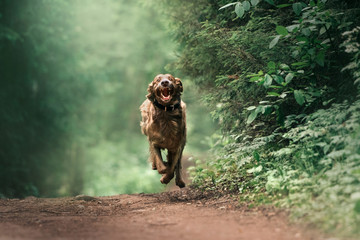 funny weimaraner dog in a collar running in the forest