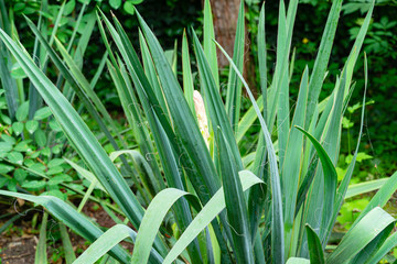 Beautiful long leaves Yucca filamentosa with flower bud in spring garden. Сoncept of nature.