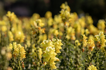 Selective focus yellow Snapdragons  flower or Dragon flowers or in a garden.(Antirrhinum)Beautiful blooming