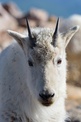 Wild Mountain Goats of the Colorado Rocky Mountains