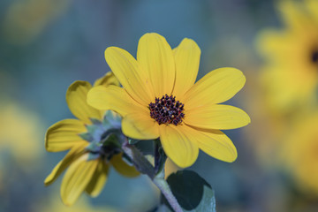 Selective focus close up Farfugium japonicum or japanese silver leaf in a garden.Beautiful blossom yellow flower.