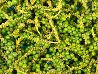 Harvested peppercorns collected from vines in Kampot Province, Cambodia.