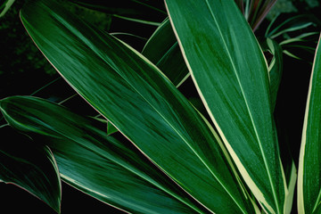 Obraz na płótnie Canvas abstract colorful leaf texture, nature background, tropical leaf