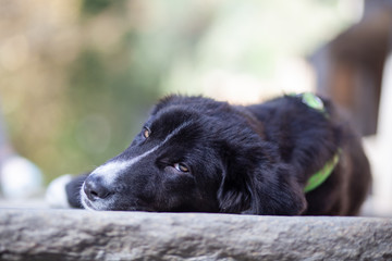 Portrait of sleepy dog in the yard