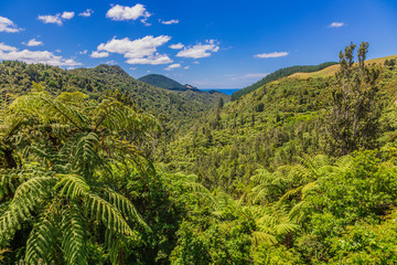 Fototapeta na wymiar Picture of endemic rainforest on north island of New Zealand in summer