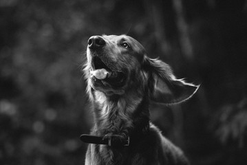 black and white weimaraner dog portrait outdoors