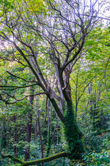 Bare Dark Tree