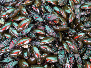 Deep fried beetles for sale at stall in the market at Skun in Kampong Cham Province, Cambodia.