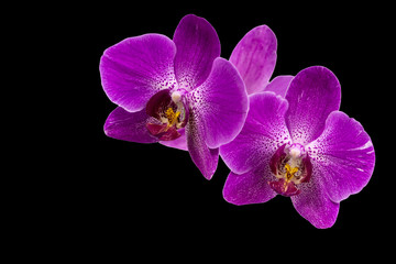 Naklejka na ściany i meble Very beautiful close-up of purple phalaenopsis orchid flower, Phalaenopsis known as the Moth Orchid or Phal isolated on black background. Nature concept for design. Place for your text.