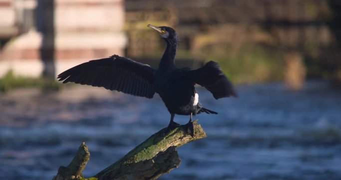 Black cormorant bird with beating wings open wide perched on fallen tree near river