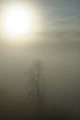 Kahle Bäume tauchen aus dem winterlichen Nebel schemenhaft hervor