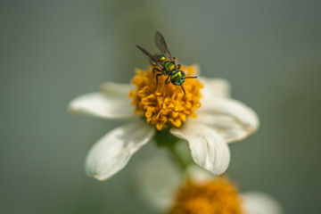 green wasp on flower