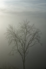 Kahle Bäume tauchen aus dem winterlichen Nebel schemenhaft hervor/ Bare trees emerge from the fog in winter.