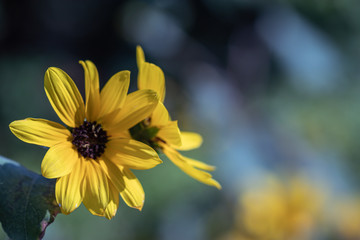 Selective focus close up Farfugium japonicum or japanese silver leaf in a garden.Beautiful blossom yellow flower.