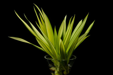 glass vase with green cassava leaves