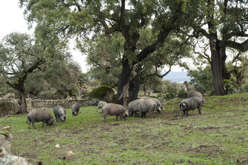 Iberian pigs grazing acorns on holm oaks in autumn and winter black pigs from Extremadura and Andalucia in the pastures eat acorns and grass