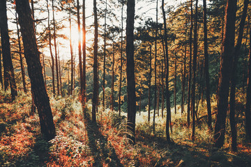 Evening pine forest - Green forest beautiful nature- © artrachen