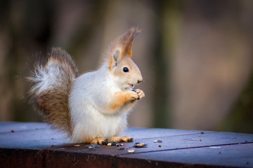 Naklejka na ściany i meble A beautiful squirrel sits on a tree and eats an apple.