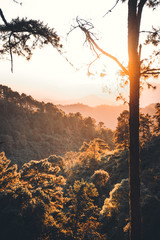 Naklejka premium Evening pine forest - Green forest beautiful nature-