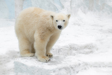 Obraz na płótnie Canvas Funny white bear. Polar bear in a funny pose.