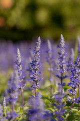 Obraz premium Salvia Flower in the garden.Beautiful purple flower in the garden.Selective focus flower.Sage flower.