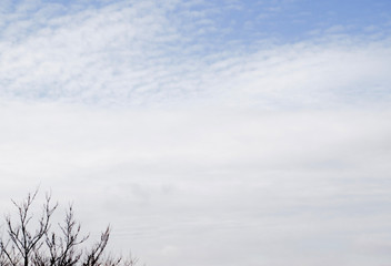 Sky and Tree