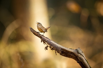 Troglodytes troglodytes. Wild nature. From the life of birds. Beautiful picture. Nature of the Czech Republic. Bird in the forest.