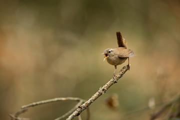 Troglodytes troglodytes. Wild nature. From the life of birds. Beautiful picture. Nature of the Czech Republic. Bird in the forest.