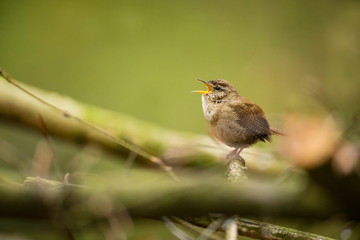 Troglodytes troglodytes. Wild nature. From the life of birds. Beautiful picture. Nature of the Czech Republic. Bird in the forest.