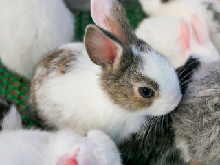 Obraz premium The rabbit is a mammal. Humans used as pets inside the shelter. 