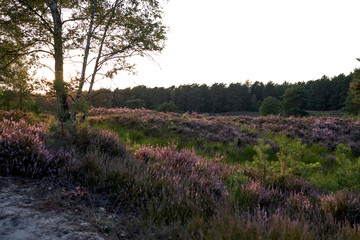 Obraz premium The blooming heather near Gifhorn / Germany in summer