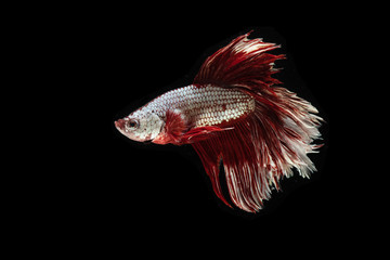 Red and white betta fish or Siamese fighting fish on dark background.